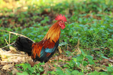Image of cock in green field.