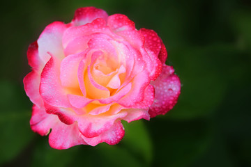 Rose with water drops