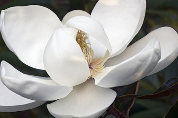 Zuidelijke magnolia (Magnolia grandiflora). Ook wel Evegreen Magnolia, Bull Bay, Bullbay Magnolia, Laurel Magnolia en Loblolly Magnolia genoemd
