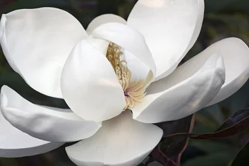 Foto op Plexiglas Magnolia Zuidelijke magnolia (Magnolia grandiflora). Ook wel Evegreen Magnolia, Bull Bay, Bullbay Magnolia, Laurel Magnolia en Loblolly Magnolia genoemd