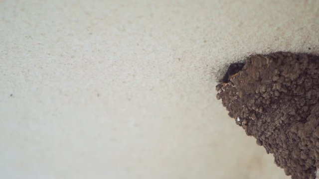 Little Swallow Open Mouth 120fps Slowmo, Waiting for His Mother, Who Will Eat