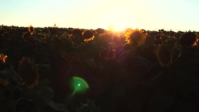 Field of Sunflowers in Slow Motion 50p