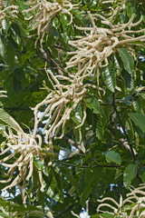 American chestnut flowers (Castanea dentata)