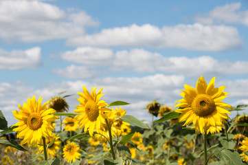 Sonnenblume vor blauem Himmel
