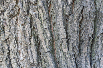 Textured background from bark of the oak tree. Dark background