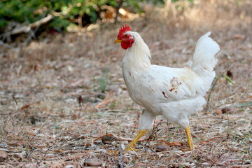 Image of white hen on nature background