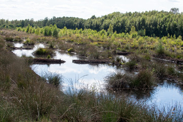 Torfmoor / Torfabbau / Moorlandschaft