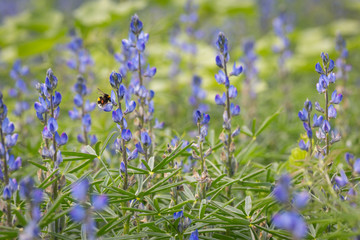 A bumblebee in a field of blue lupins