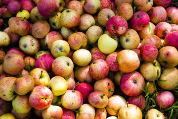 Spoiled apple thrown into the garbage