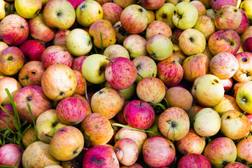 Spoiled apple thrown into the garbage