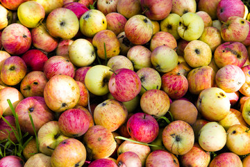 Spoiled apple thrown into the garbage