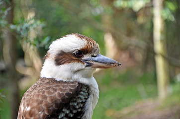Australian Laughing Kookaburra (Dacelo novaeguineae) 