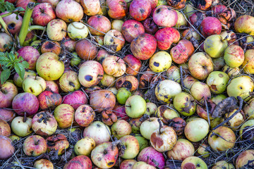 Spoiled apple thrown into the garbage