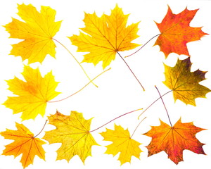 Naklejka na ściany i meble Pattern of autumn colorful leaves, yellow leaves, white background
