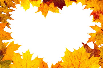 Pattern of autumn colorful leaves, yellow leaves, white background