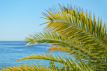 Palmwedel vor blauem Himmel und Meer