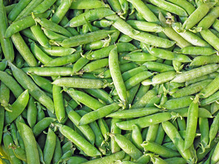 Green peas,gathering,countryside,Bregana Pisarovinska,Croatia,EU,5