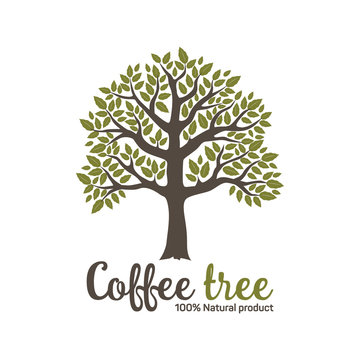 Hand drawn graphic coffee tree with green leaves. Vector illustration for labels, packs, logo design.