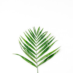 lone palm branch isolated on white background. flat lay, top view