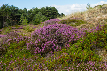 Fototapeta premium Heideblüte Amrum