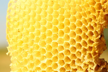 Honeycomb