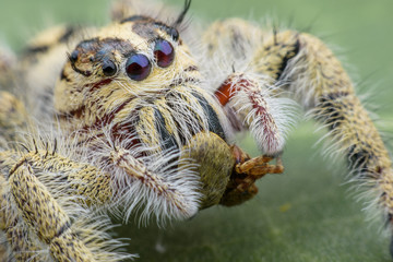 Naklejka na ściany i meble Close up Jumping spider , female Hyllus eating smaller jumping spider