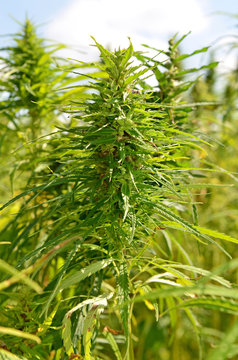 Hanfanbau, Cannabis