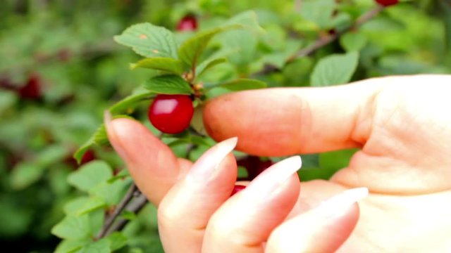 Harvesting. Young woman picking and eats cherry berries