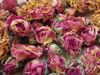 Close-up of dry rosebuds
