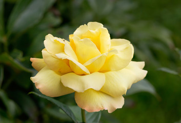 Naklejka premium Желтая роза