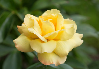Желтая роза