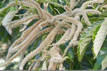 American chestnut flowers (Castanea dentata)