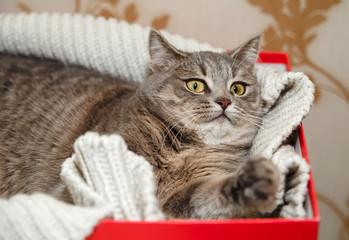 The Scotch Grey Cute Funny Cat is Lying in the Knitted White Sweater.Beautiful Look.Animal Fauna,Interesting Pet.