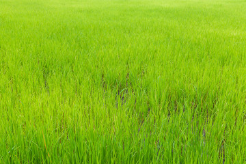 Fototapeta na wymiar Background of green paddy rice field