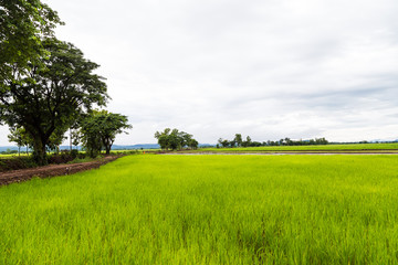 Green field and sky with white clouds.