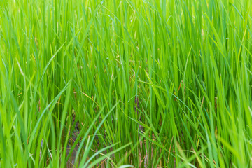 Fototapeta na wymiar Background of green paddy rice field