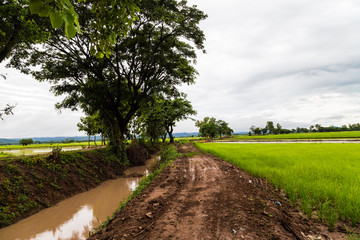 Obraz premium Pathway to rice plantation with tree in morning white cloud