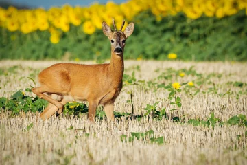 Washable wall murals Roe Roe deer on the golden wheat field