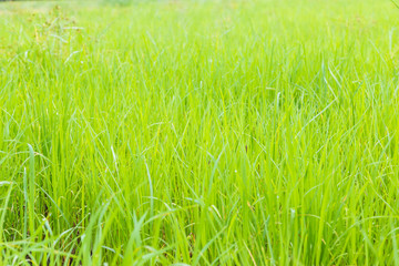 Background of green paddy rice field