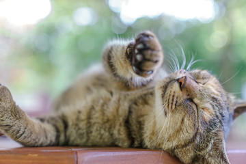 Siesta