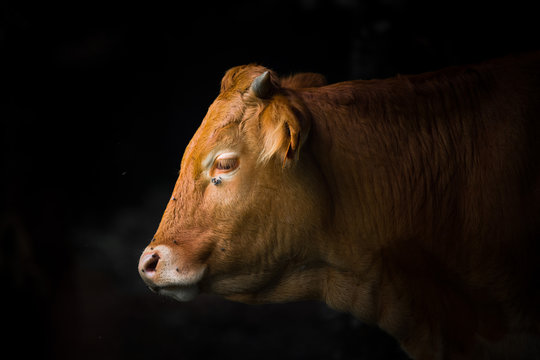 Portrait de vache sur fond sombre