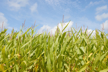 Field with maize plants
