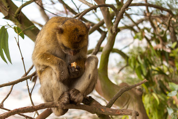 La bertuccia o scimmia di Barberia o magot è un mammifero primate appartenente alla famiglia Cercopithecidae.
E' la mascotte di Gibilterra. 