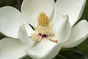 Zuidelijke magnolia (Magnolia grandiflora). Ook wel Evegreen Magnolia, Bull Bay, Bullbay Magnolia, Laurel Magnolia en Loblolly Magnolia genoemd