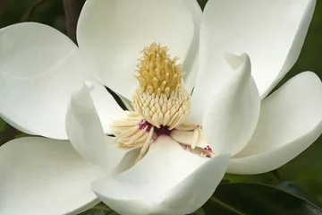 Fotobehang Magnolia Zuidelijke magnolia (Magnolia grandiflora). Ook wel Evegreen Magnolia, Bull Bay, Bullbay Magnolia, Laurel Magnolia en Loblolly Magnolia genoemd