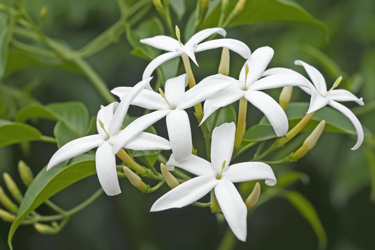 Twisted Jasmine (Jasminum Tortuosum). Called African Jasmine And Perfume Jasmine Also