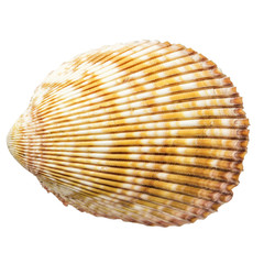 Top view of a shell isolated on white