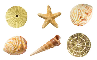 Top view sea shell collection isolated on white