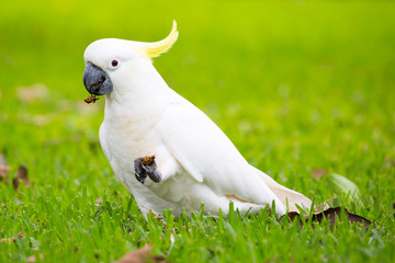 Wild Cockatoo Eating © FiledIMAGE