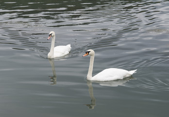 Two white swans on the lake in an autumn.